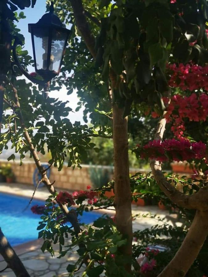 Aliki'S House 1+ 2 Guest House Polis Bagian luar foto